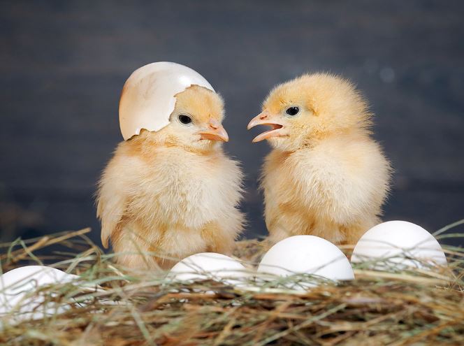 a phot of two baby chicks, on w with a shell on its head