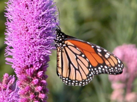 photo of a monarch butterfly on prairie blazing star