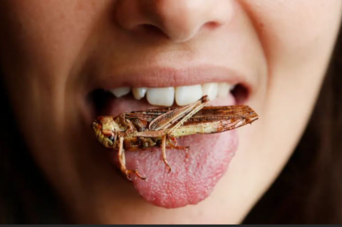 photo of a dead grasshopper on someone's tongue